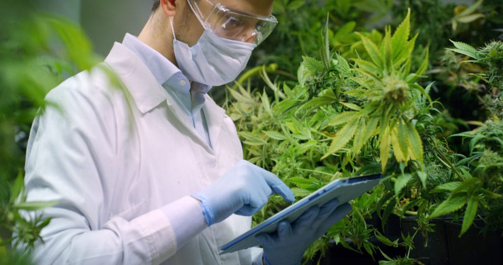 cbd researcher taking notes